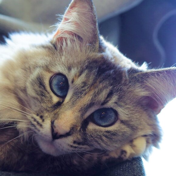 Meet your Posher, Shayna - Picture 1 of 1